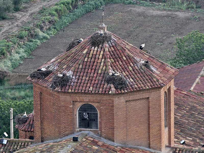 Alcolea de Cinca. Ooievaars